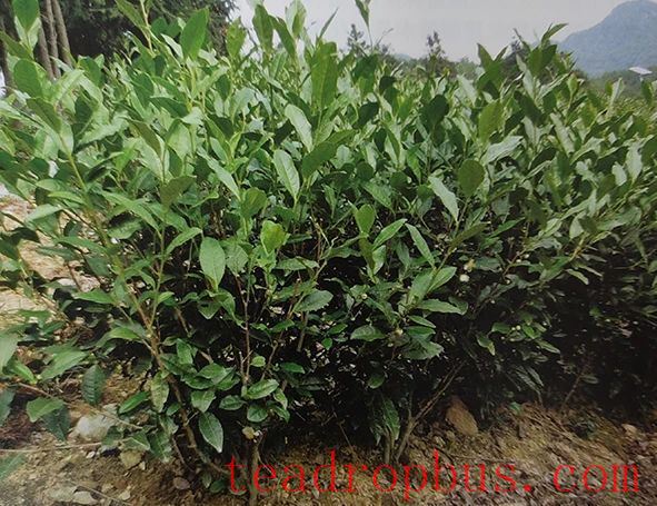 Canopy shape of a three-dimensionally picked tea garden
