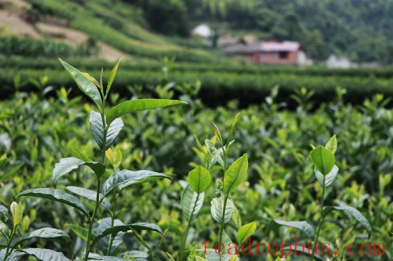 Sunny and Rainy Spells Across Shaanxi This Week: Summer Tea Garden Management Key-1