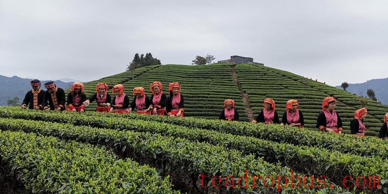 Hezhou: The Beauty of China's Tea Culture Amidst Green Mountains and Clear Waters-4