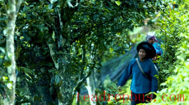 Tea Tales: The Homeland of Tea-4