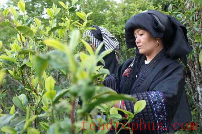 Yongde County's Yalian Township: Busy with Spring Tea Harvest, Writing the Story of Prosperity Through Tea-1