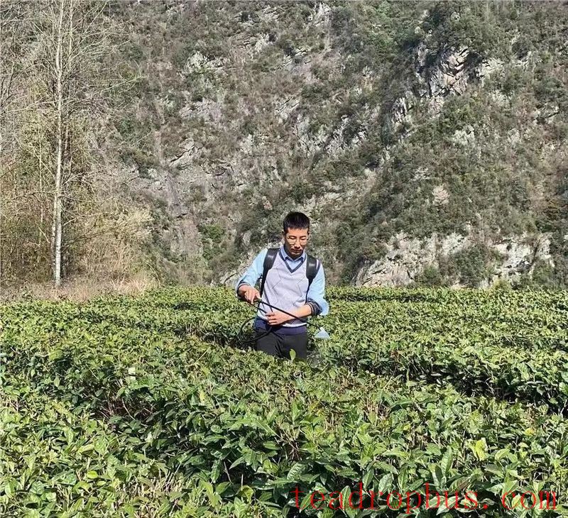 Technological Measures for Recovery of Tea Gardens After Cold-Snap and Snow Disasters-3