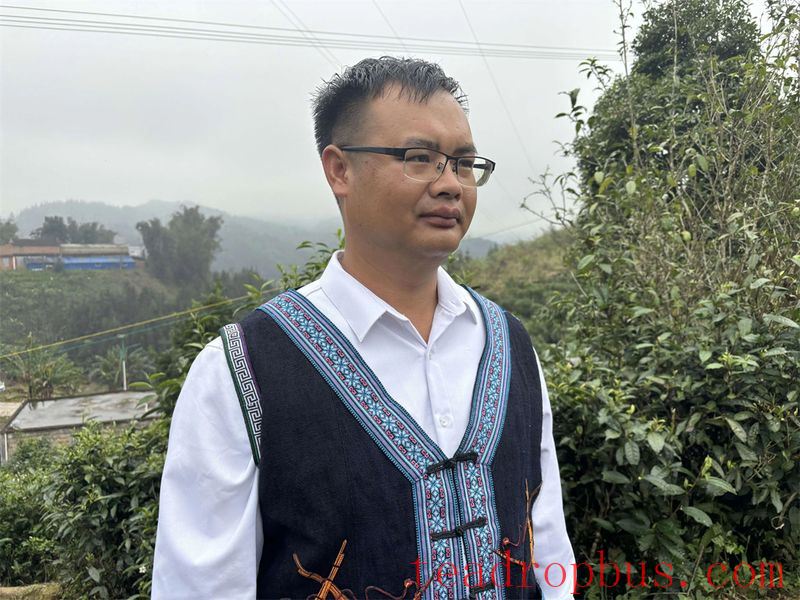 Malipo County: Ascend Spring Mountains to Harvest Spring Tea, Embark on a Quest for the 