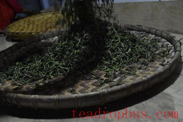 The Impact of Kneading on Pu'er Tea-2