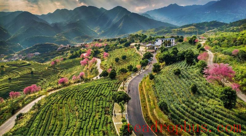 The Traditional Skills for Producing Anxi Tieguanyin Tea Successfully Included in the UNESCO Representative List of the Intangible Cultural Heritage of Humanity-1