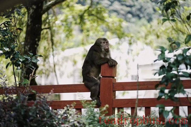 The Unique Ecological Environment of the Core Producing Area of Zhengshan XiaoZhong, the Ancestor of Black Tea-4