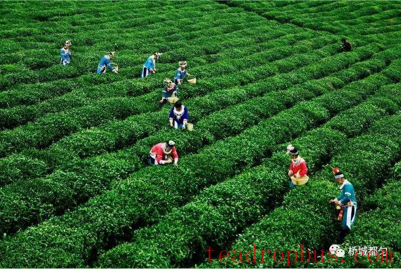 Duyun: Four Measures to Ensure Continuous Growth in Maojian Tea Sales-1