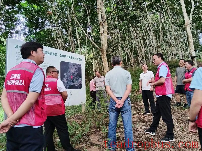 Yunnan Tea Research Institute's Special Team Provides Technology Services in Border Villages-2