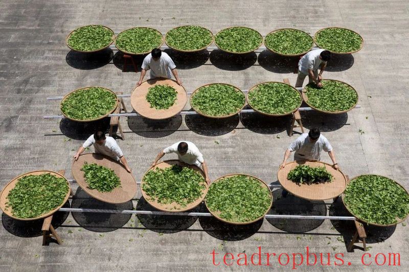Intangible Cultural Heritage of Humanity: Traditional Chinese Tea Processing Skills - Chapter ① on Oolong Tea – Tieguanyin-3