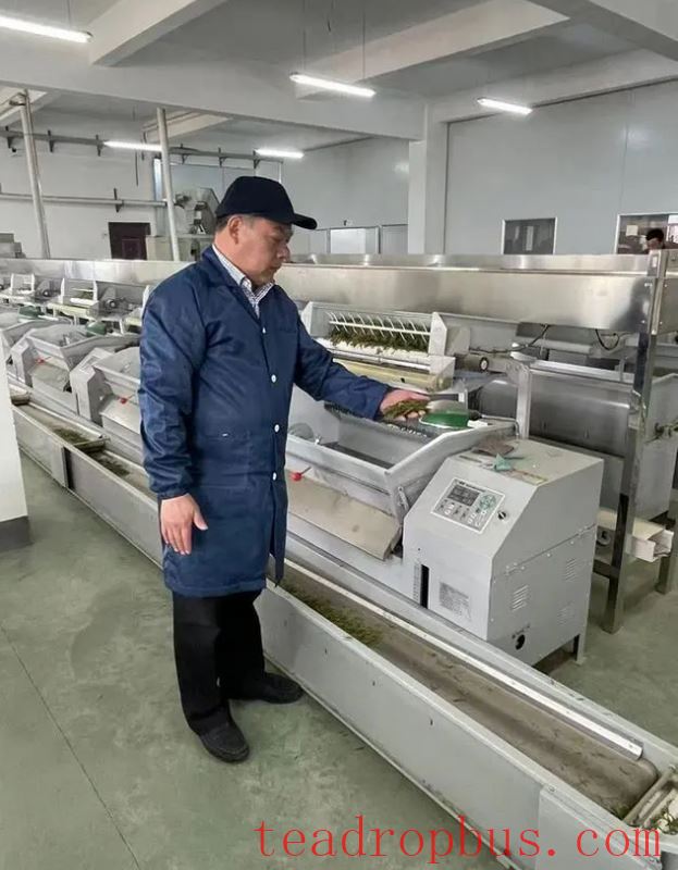 He Pioneers a New Paradigm for Tea with the Chinese Matcha Origin's Tea Varieties-3