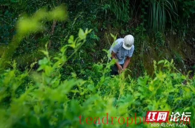 Observing the Making of Xiangxi Baicha: Do All Tea Frying Masters Have a Pair of 