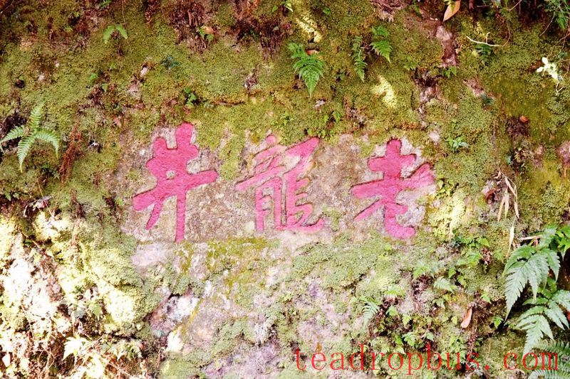 Tracing the Roots of Longjing • Inquiring about Tea at Shifeng: A Leaf from Shifeng Mountain in a Past Life, Bearing Millennia of Affection in a Cup of Tea Today-8