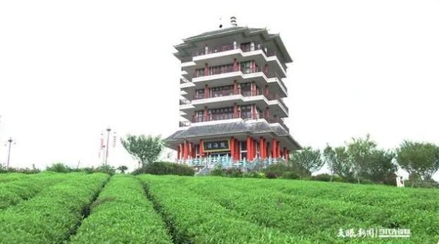 Moutan Tea Industry: Forging New Paths in the 