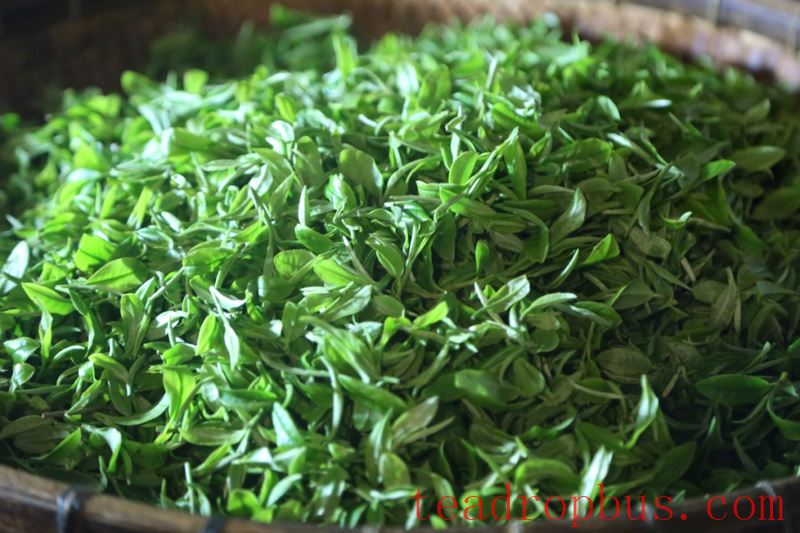 Guipa Tea, a Characteristic Agricultural Product of Guangxi-1