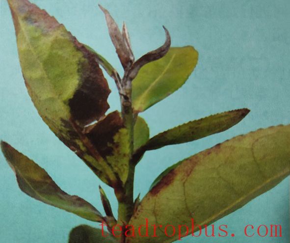 Physiological Protection of White Tea-5