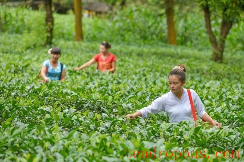 Tea Fragrance from Xishuangbanna: The New-Style Tea Garden of Menghai Dayi Ecological Tea Garden-2
