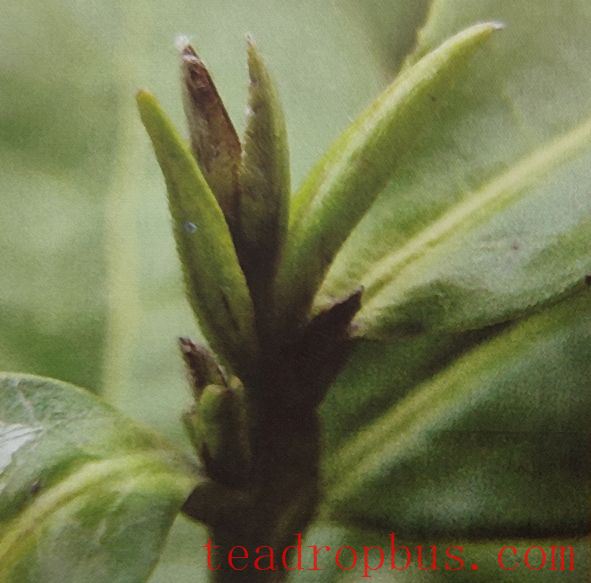 Physiological Protection of White Tea-3