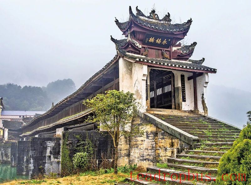 Anhua Black Tea: A Thousand Years of Tea Tradition, Writing a New Chapter-4