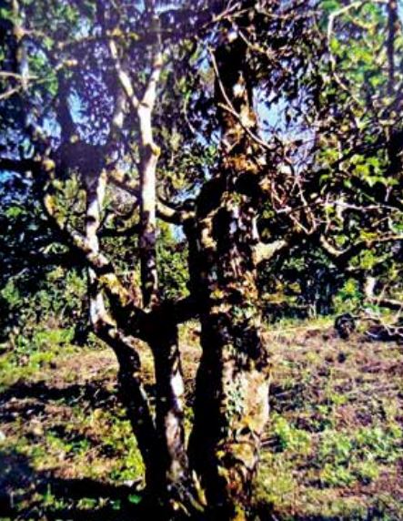 Tea Fragrance in Xishuangbanna: The Famous Pu'er Mountain - Mangsong Baotang-1