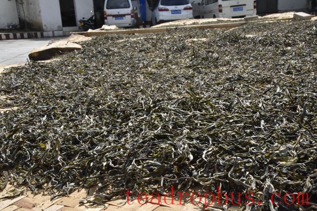 The Processing Steps of Raw Pu'er Tea-4
