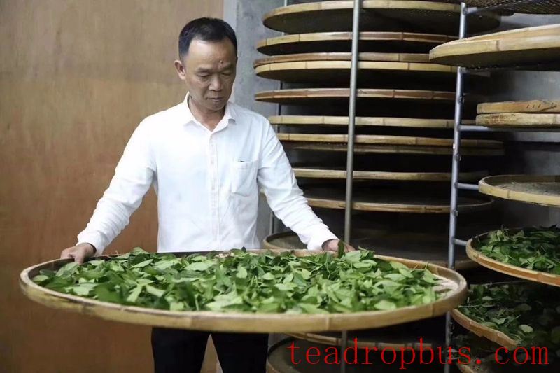 Unveiling the Initial Processing Techniques of Anxi Tieguanyin-3