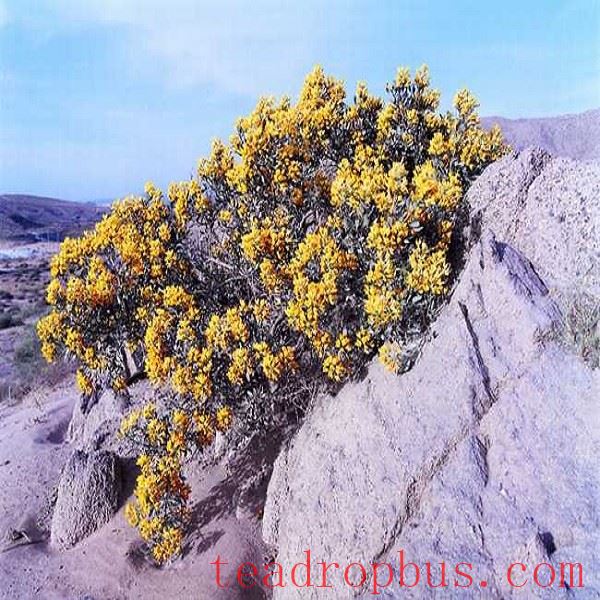 Niyagunlun Snow Chrysanthemum-1
