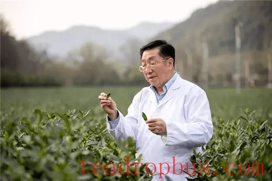 With Over 60 Years of Research, He Offers Seven Key Tips and Four Principles for Drinking Tea-1
