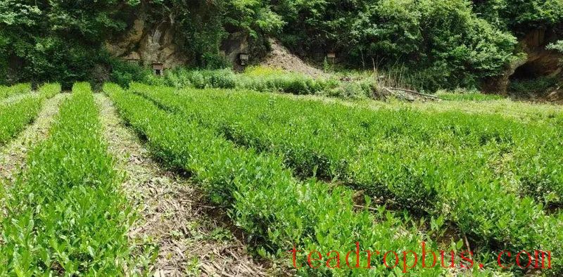 The Late Spring Cold Snap Has Arrived: Suggestions for Hubei Tea Gardens to Cope and Manage After the Disaster - Recommended to Save!-1