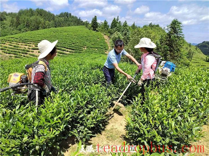 Winter Management Highlights: Tea Gardens Engaged in Autumn-Winter Management Training-23