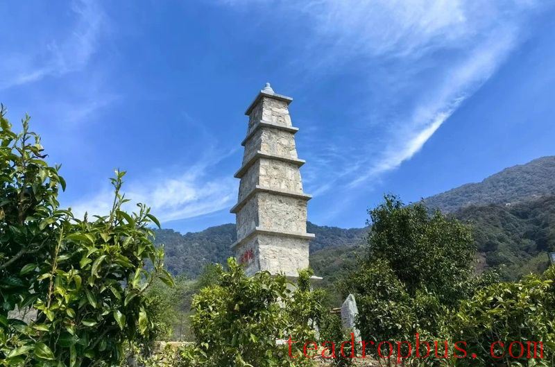 Mawan Town: The Ancient Tea Garden Area of Wenling Helps Increase Farmers' Income-7
