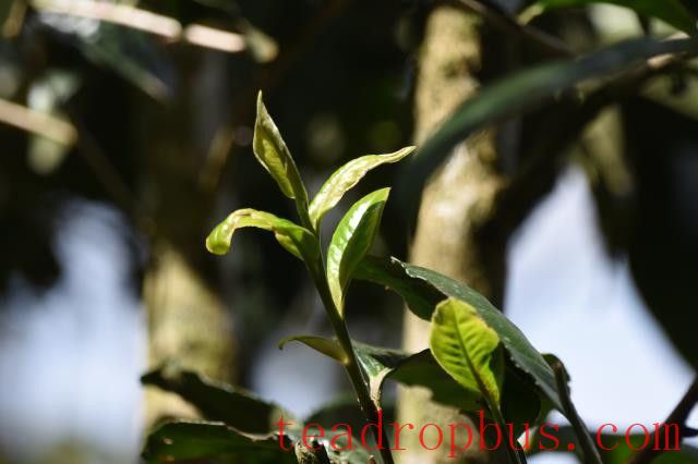 Where is the authentic origin of Pu'er tea?-1