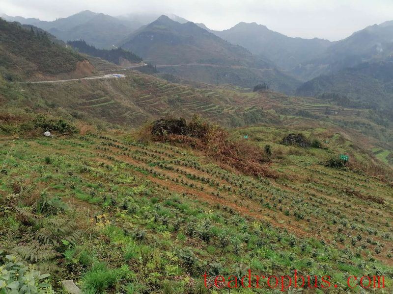 Technical Measures for the Recovery of Tea Gardens Affected by Drought-1
