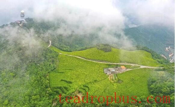 The Characteristics of Zhoushan Tea Gardens-1