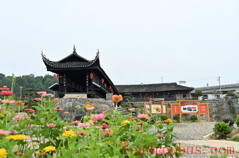 Anhua Black Tea: A Thousand Years of Tea Tradition, Writing a New Chapter-7