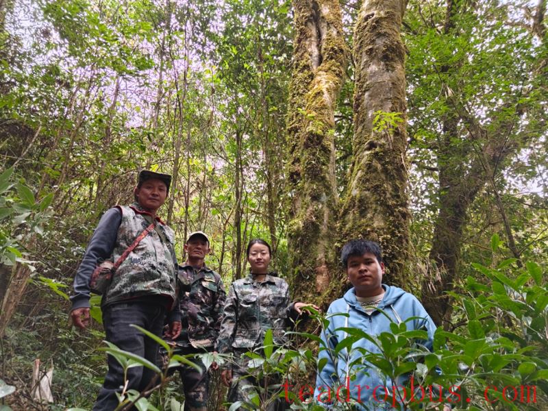 Exploring the Ancient Tea Mountains of Gengma, Unveiling the Secrets of Ancient Tea Trees-8