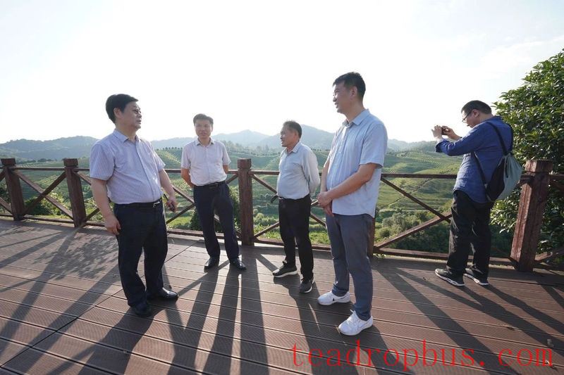 Meeting Over Tea, Plotting Development —— Shanghai Tea Industry Association Delegation Visits Wuyuan to Investigate the Tea Industry-2