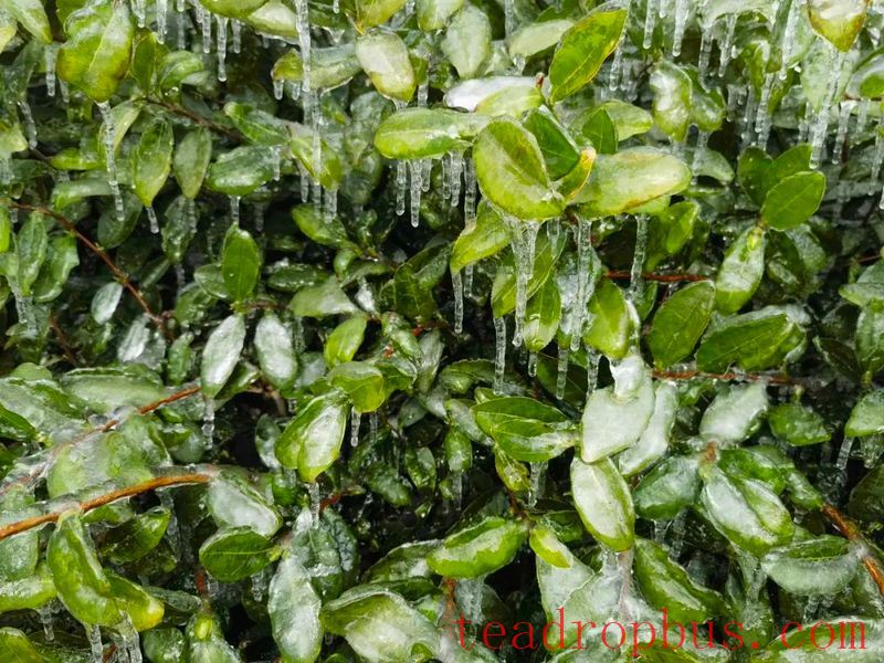 How Should Tea Gardens in Yuhang District Respond After Cold Damage?-1