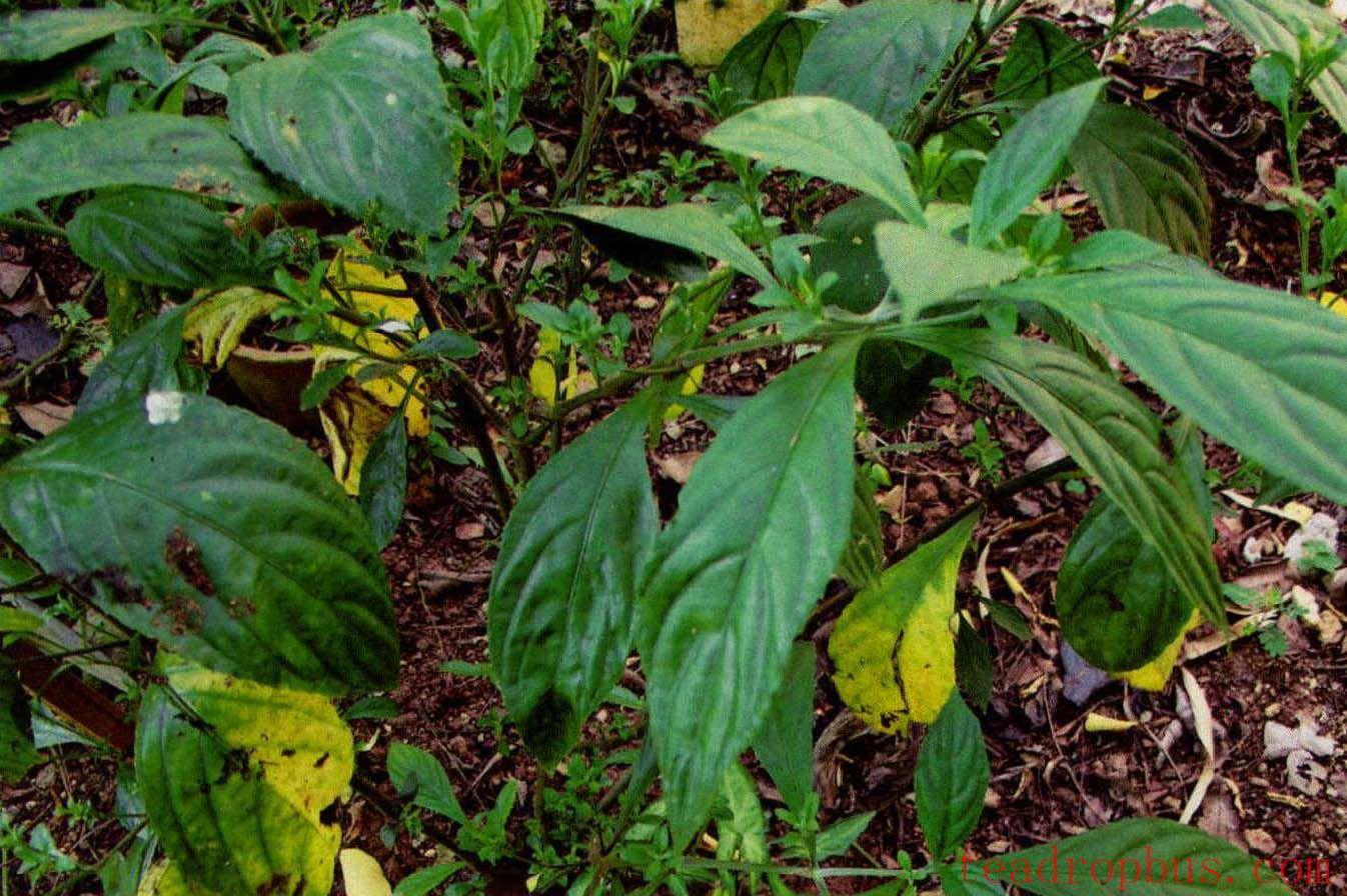 The Amazing Effects of Drinking Banlangen Tea: Why You Should Give It a Try!-2