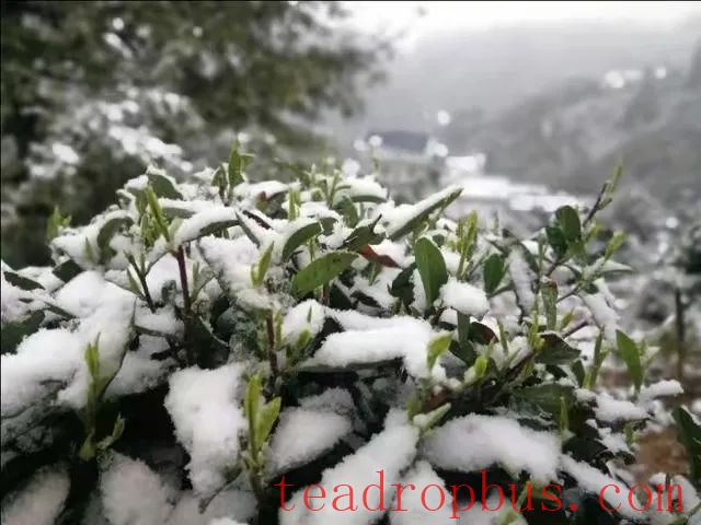 Cold Weather and Snow Management Techniques for Tea Gardens-1