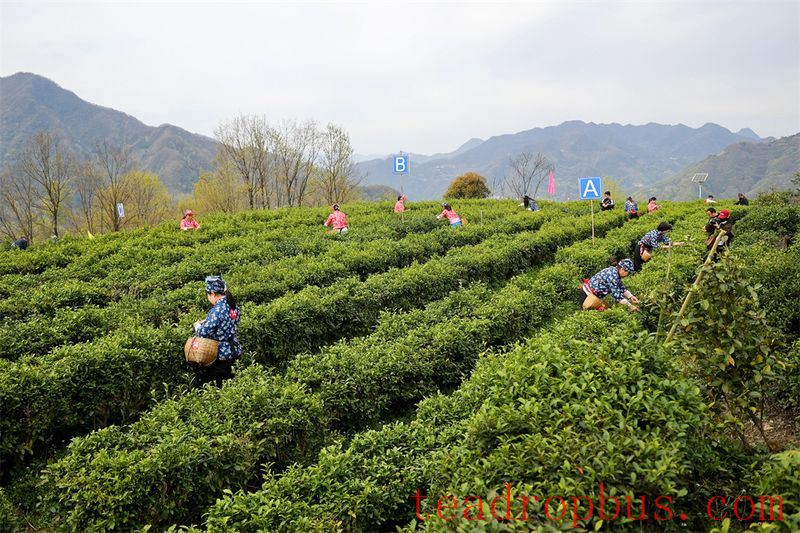 Hanbin in April: The Fragrance of Shaanxi Tea-1