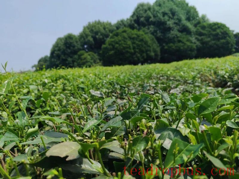 Picking Tea Without Entering the Tea Garden: Who Uses This Kind of Machine?-4