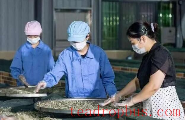 Autumn Tea Harvest in Full Swing in Hongshan Town, Renhua, Shaoguan; the Scent of Tea Refreshes the Heart and Soul-2
