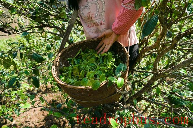 Simple Steps for Frying Tea Leaves - The Most Important Points-1