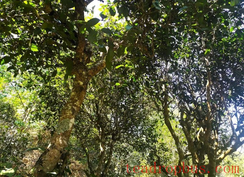 Mojiang Tea: The Taste of Time on the Leaves-9