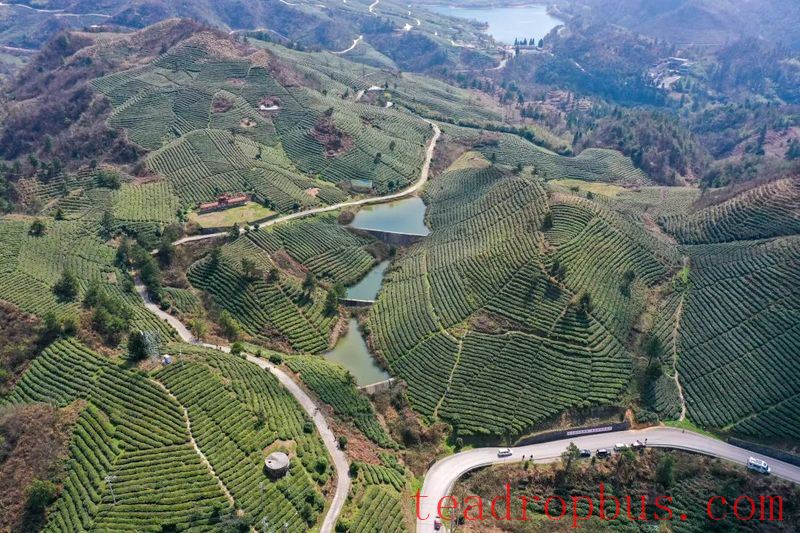The People's Daily Applauds the Tea Industry in Southwestern Guizhou-1