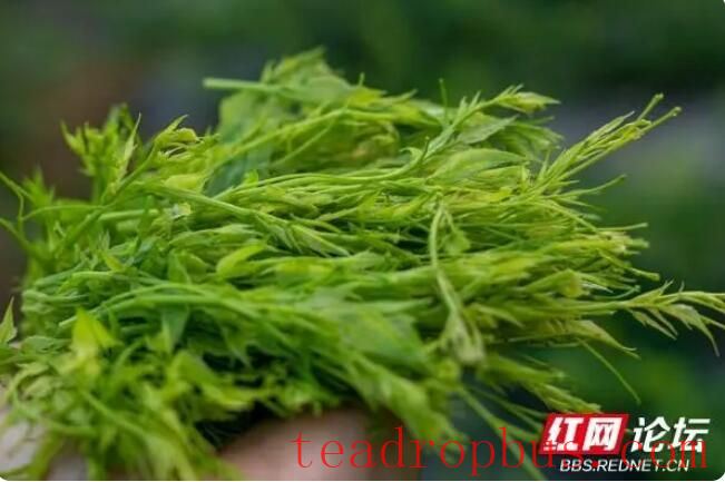 Observing the Making of Xiangxi Baicha: Do All Tea Frying Masters Have a Pair of 