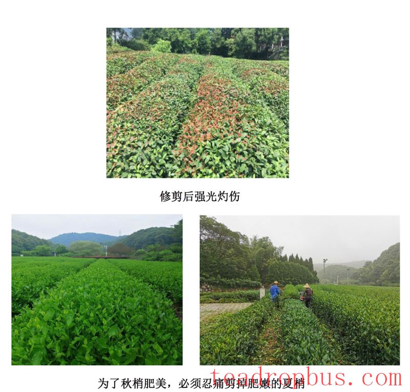 Hangzhou  Timely Perform Summer Pruning on Tea Bushes-1