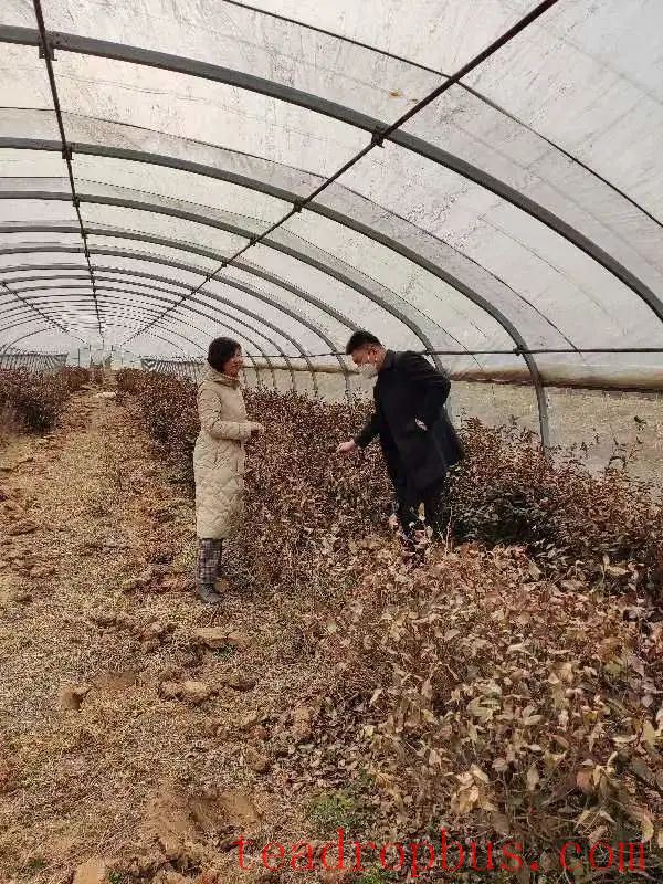 Spring 2025 Jiaozhou City Tea Garden Management Technical Guidelines-6