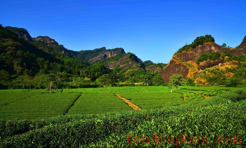 Tea Tour: The First Thrills of Summer Lie Hidden in the Aroma of Mountainside Tea...-4
