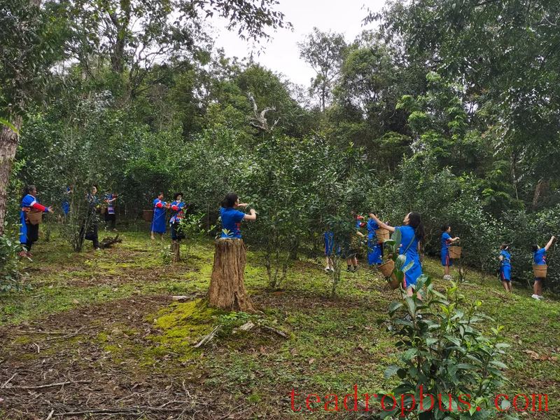 Exploring the Historical Imprints and Savoring the Aroma of Tea – Revisiting the Ancient Tea Mountain of Luoshuikong-2